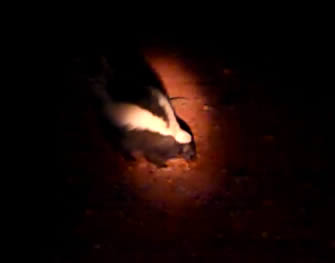 Skunk at night in Beaver Creek Campground